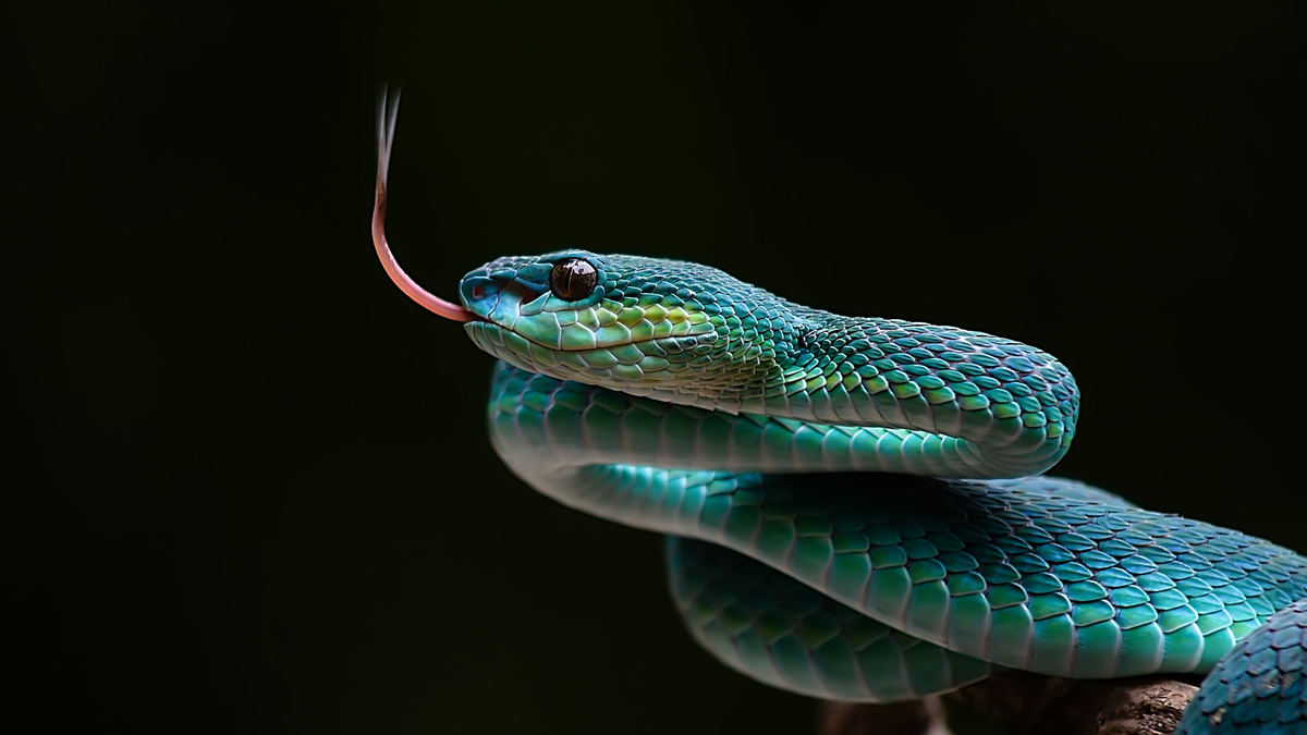 Serpente venenosa azul