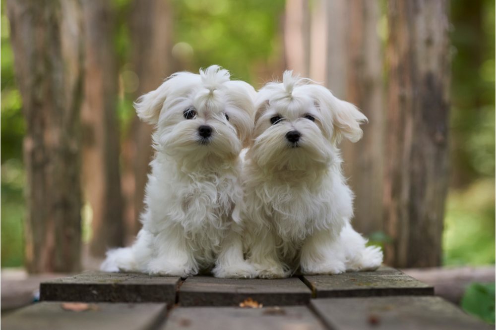 dois cães maltês sentados