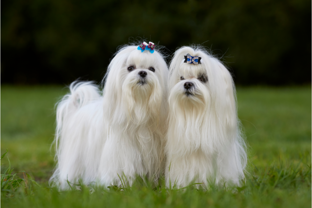 dois cães maltês na grama