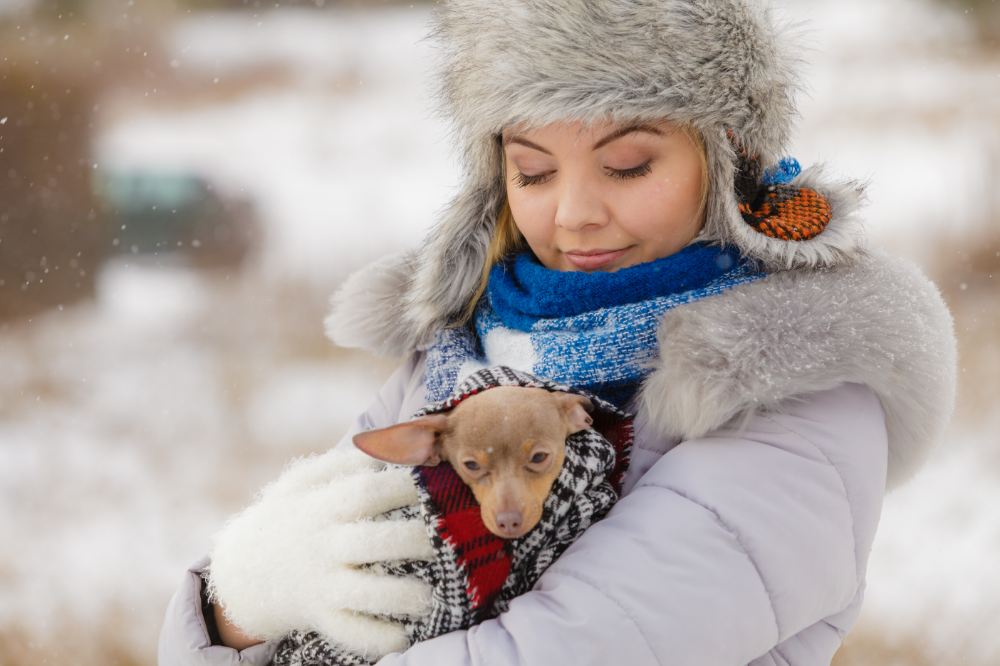 Cachorro com frio agasalhado no colo de dona