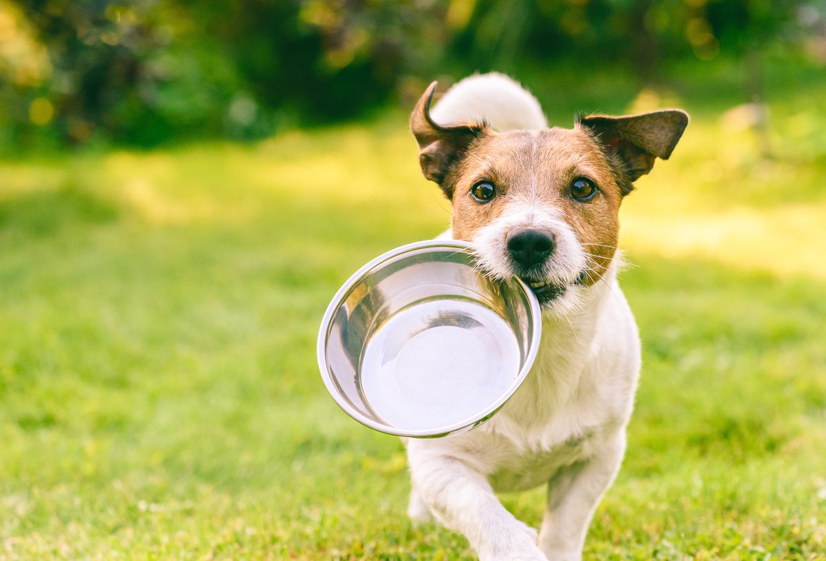 Cachorro com vasilha de comida na boca