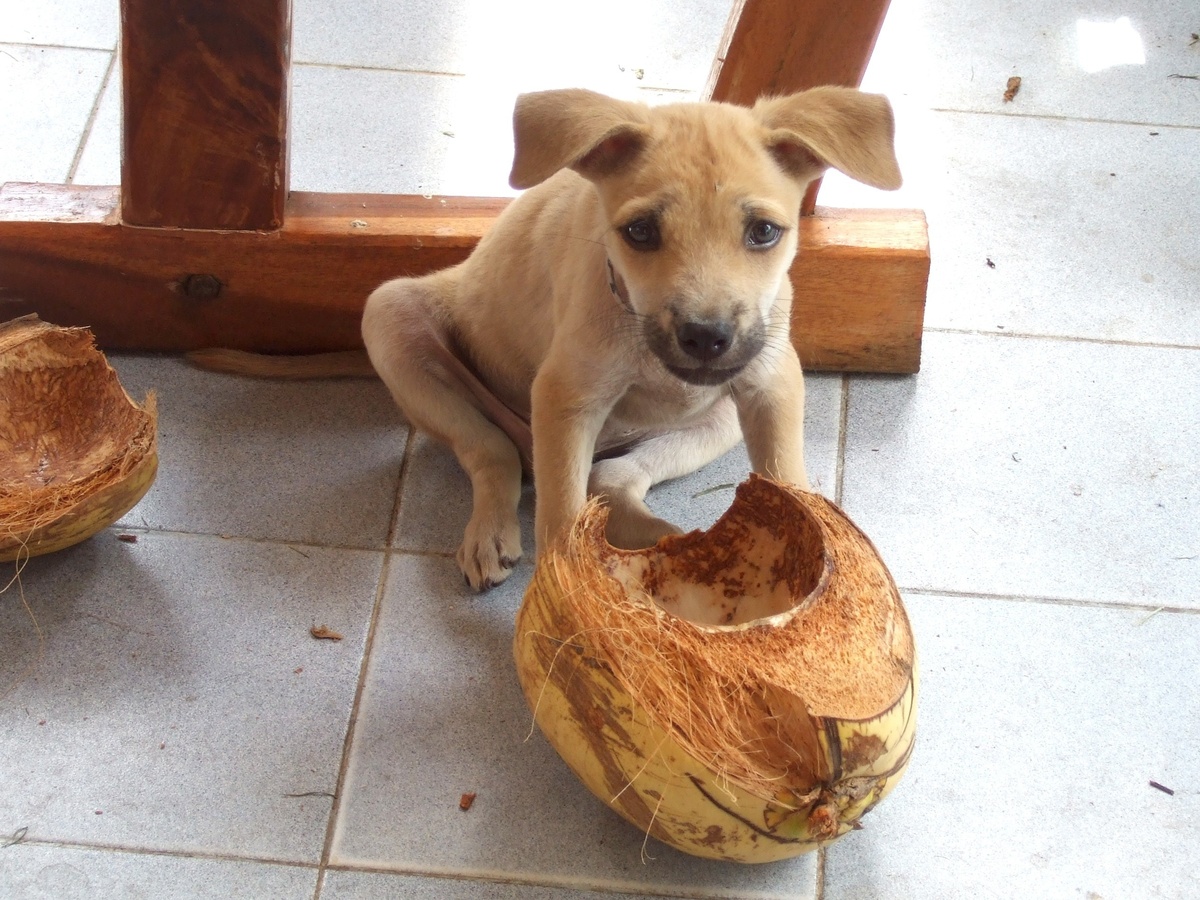 Filhote de cachorro com coco