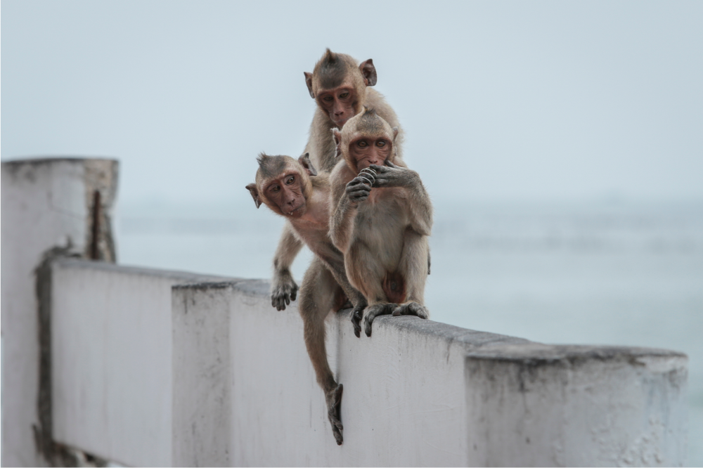 três macacos em muro