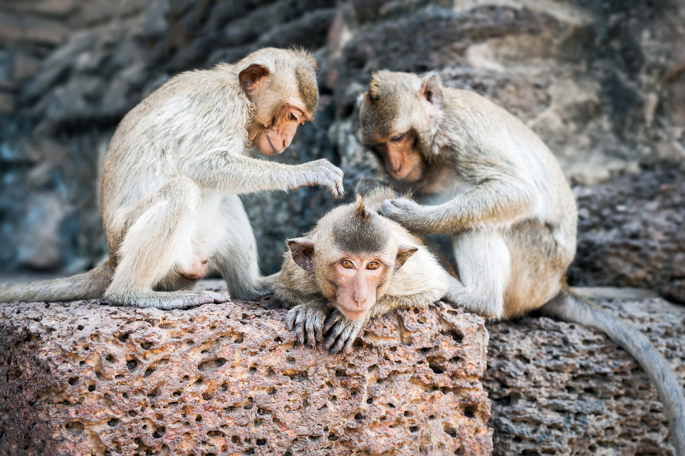 Três macacos juntos