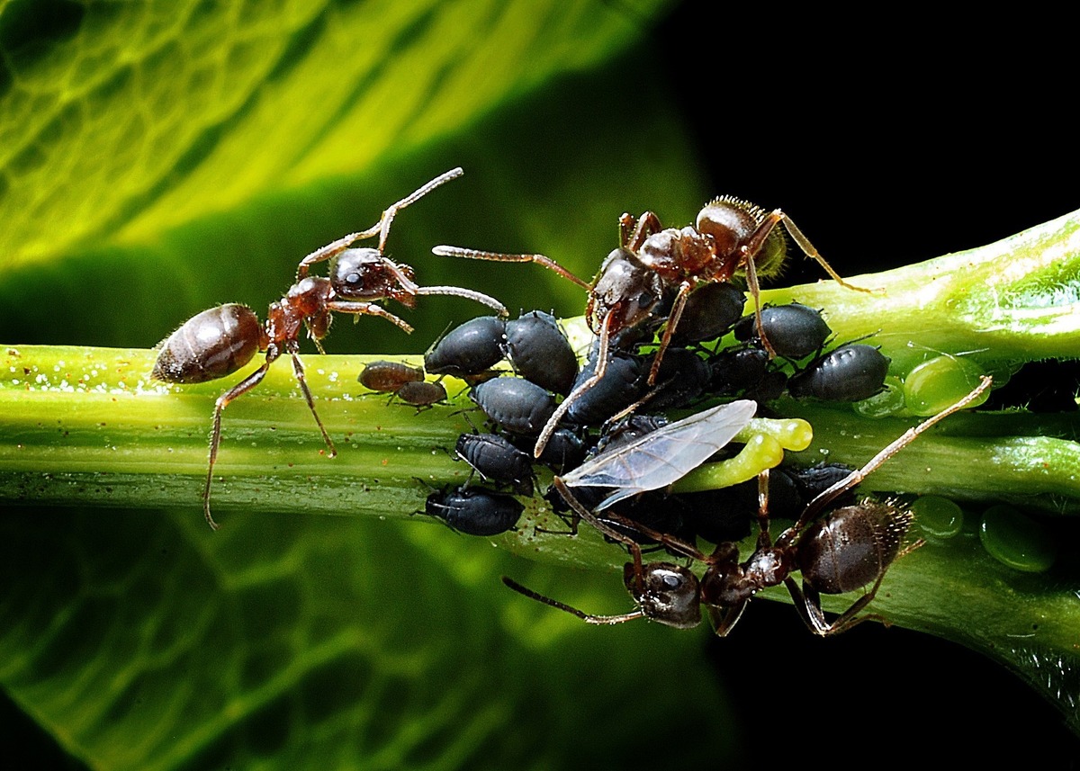 Formigas e outras pragas em uma planta