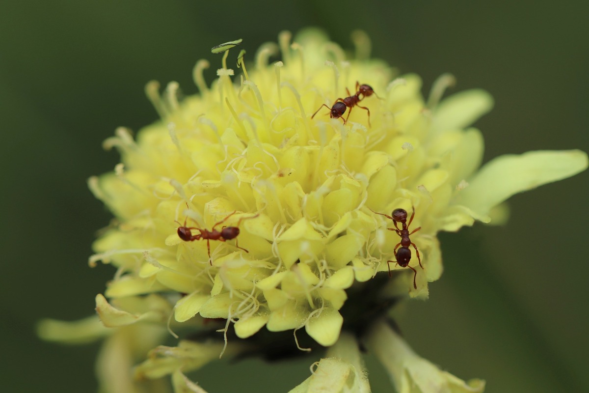 Três formigas em uma flor amarela