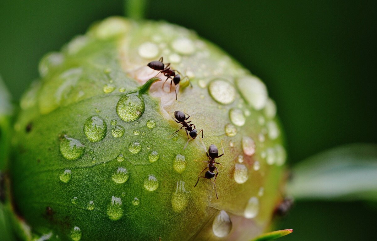 Três formigas em uma planta molhada
