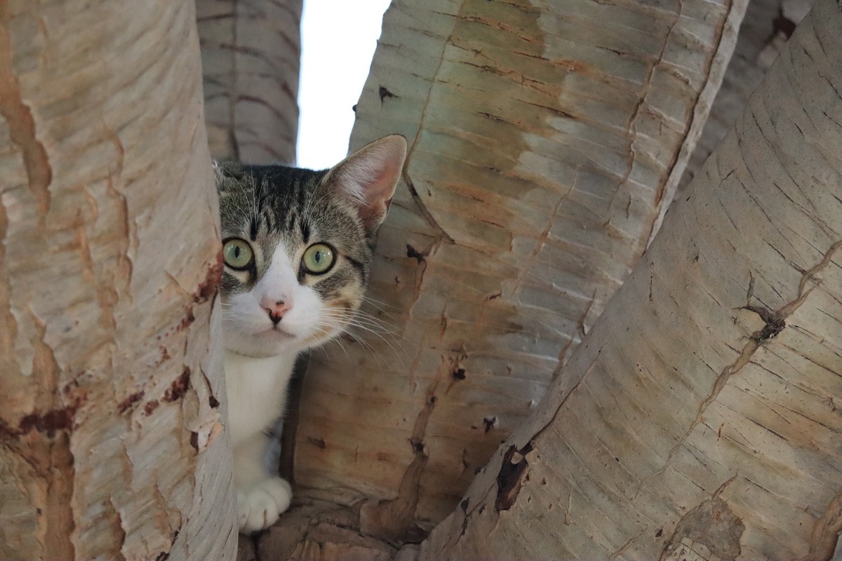 Gato assustado em uma árvore