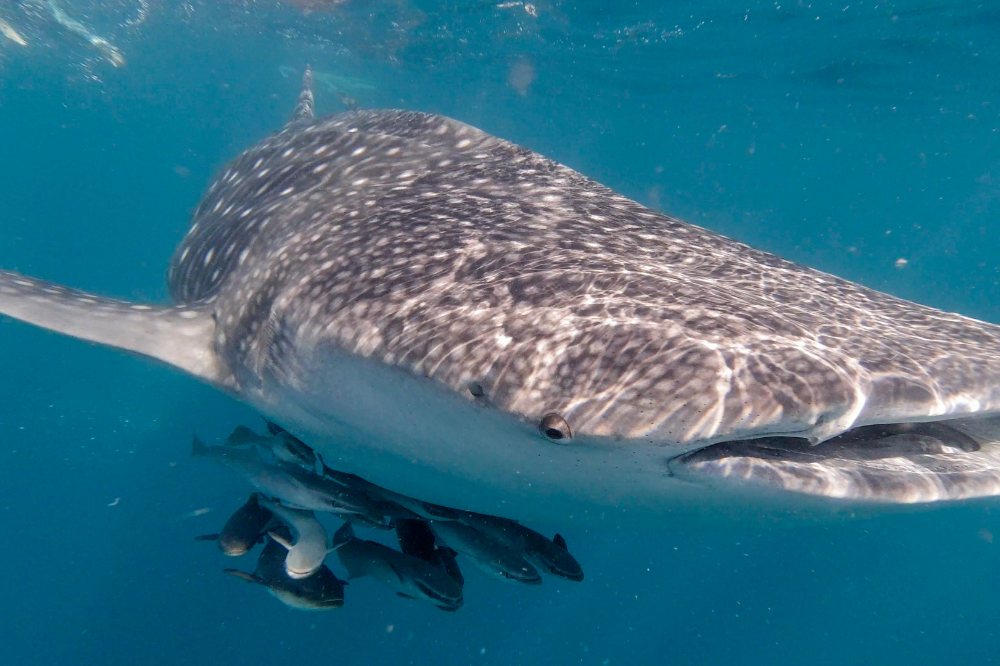 Tubarão-baleia nadando com rêmoras
