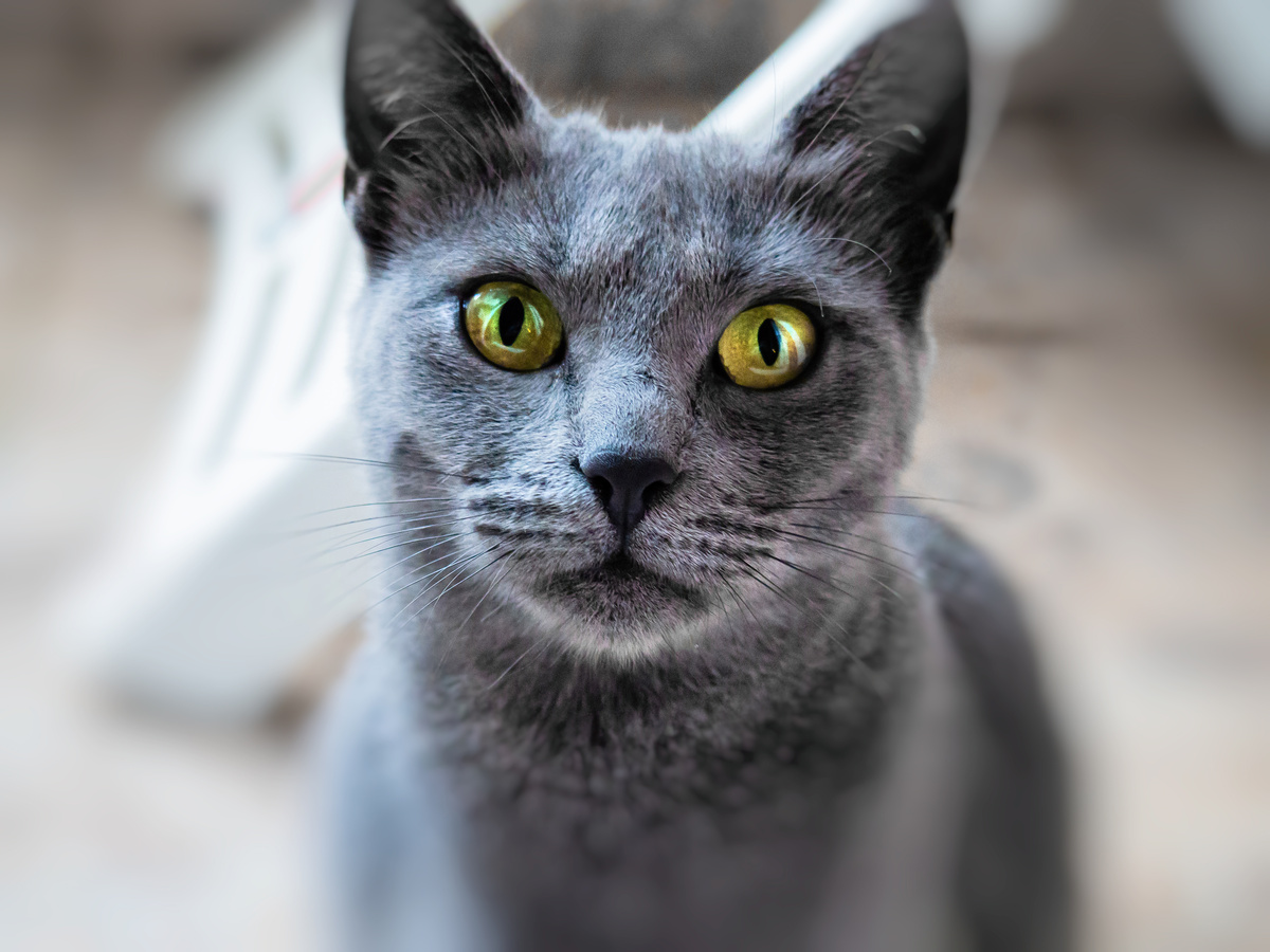 Rosto de gato azul russo