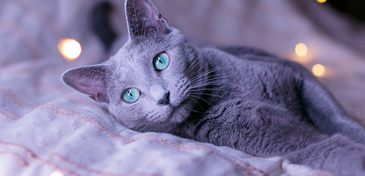 Gato azul russo deitado