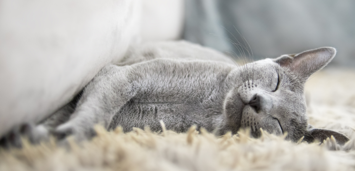 Gato azul russo deitado em tapete