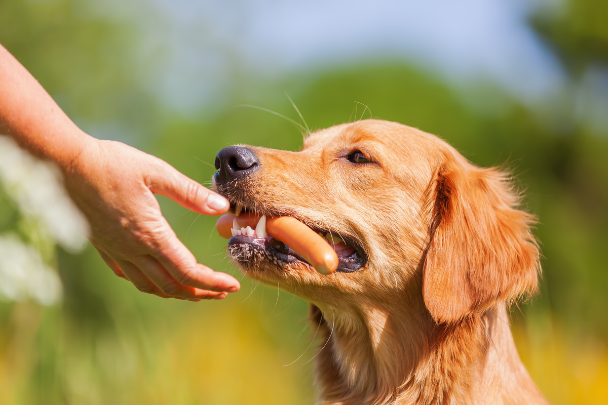 Cachorro com uma salsicha na boca uma pessoa com a mão pedindo a salsicha