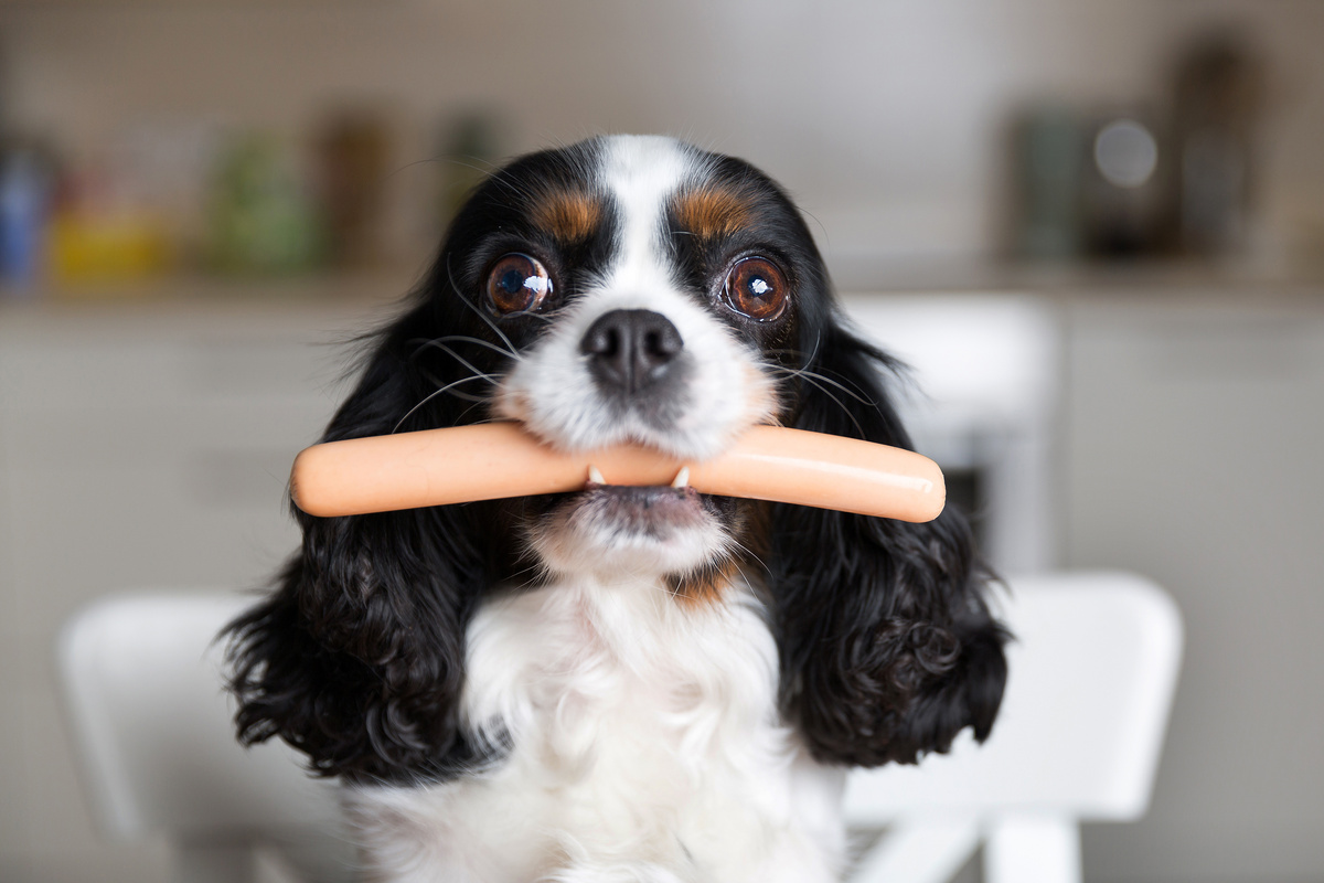 Cachorro de frente para a câmera com uma salsicha na boca