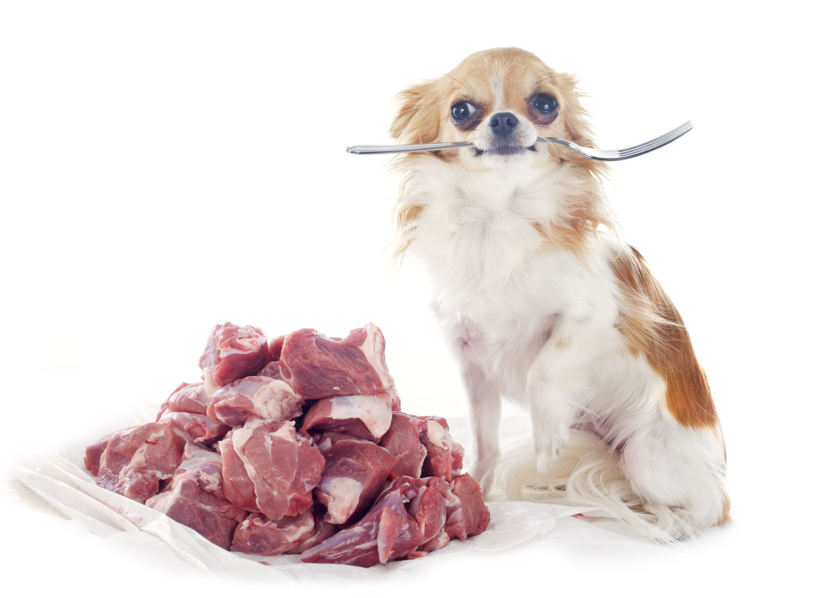 Cachorro sentado com um garfo na boca e um prato cheio de carne na sua frente