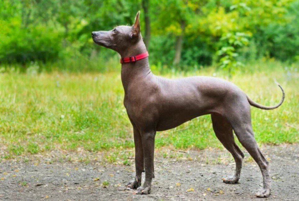 Cachorro Xoloitzcuintle em pé lateral