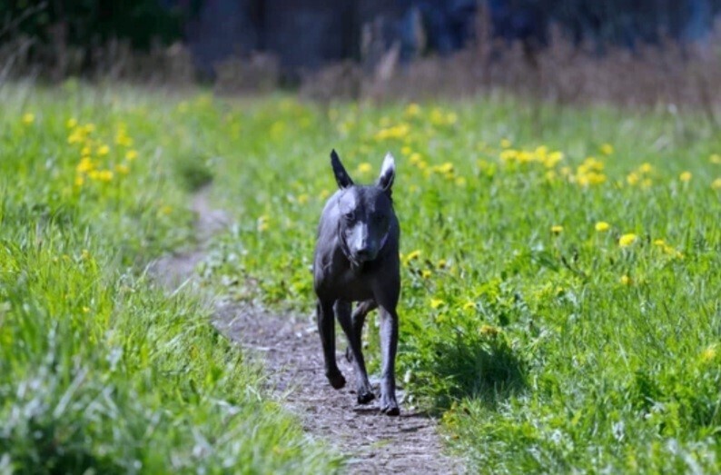 Cachorro Xoloitzcuintle andando