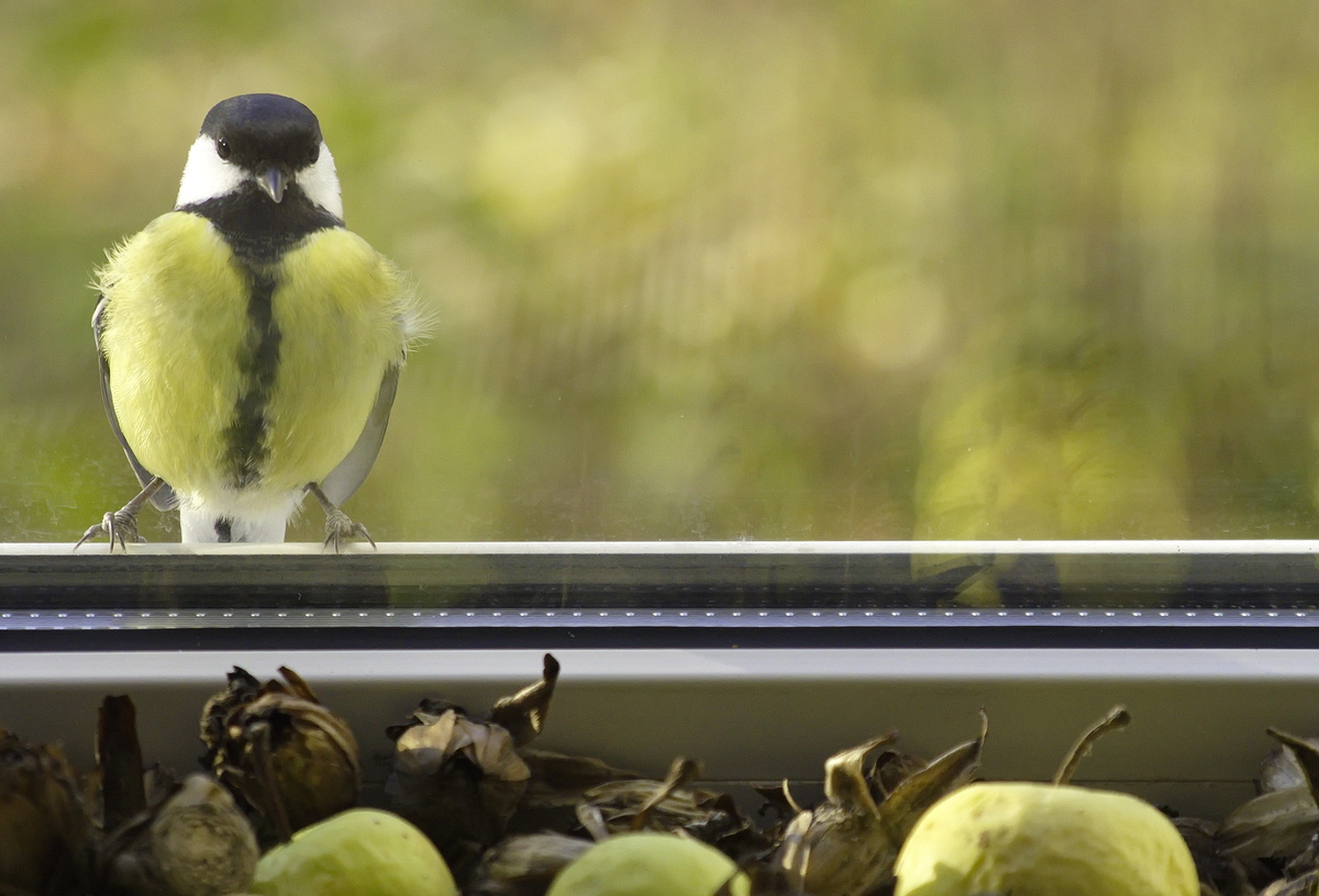 Descubra o que significa um passarinho pousar na janela | Guia Animal