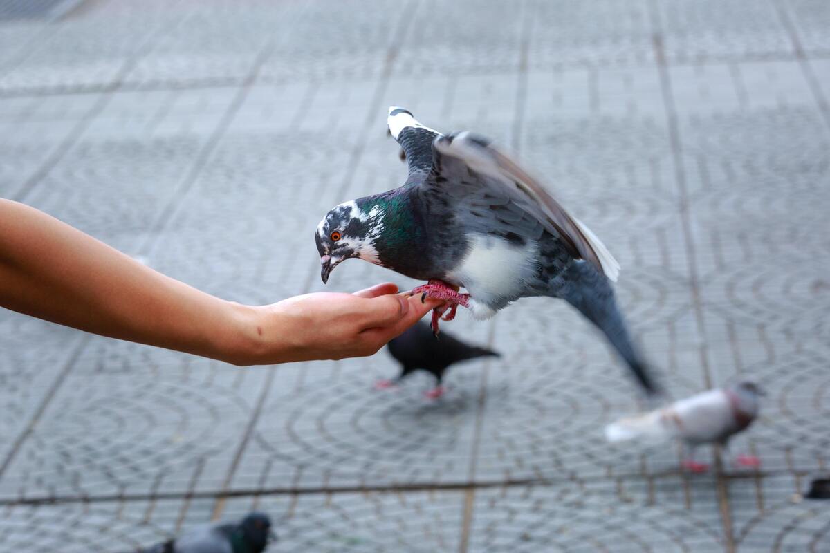 Pessoa alimentando um pombo