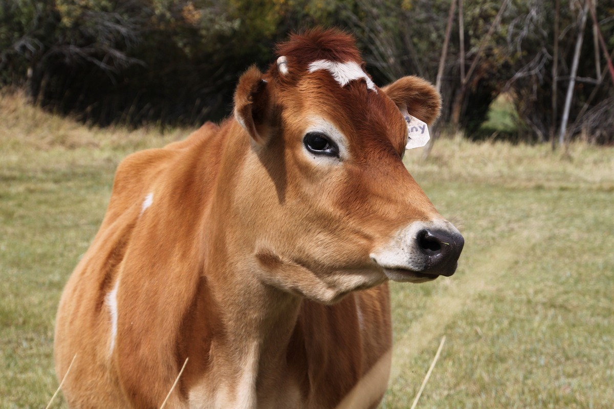 Vaca Jersey no pasto