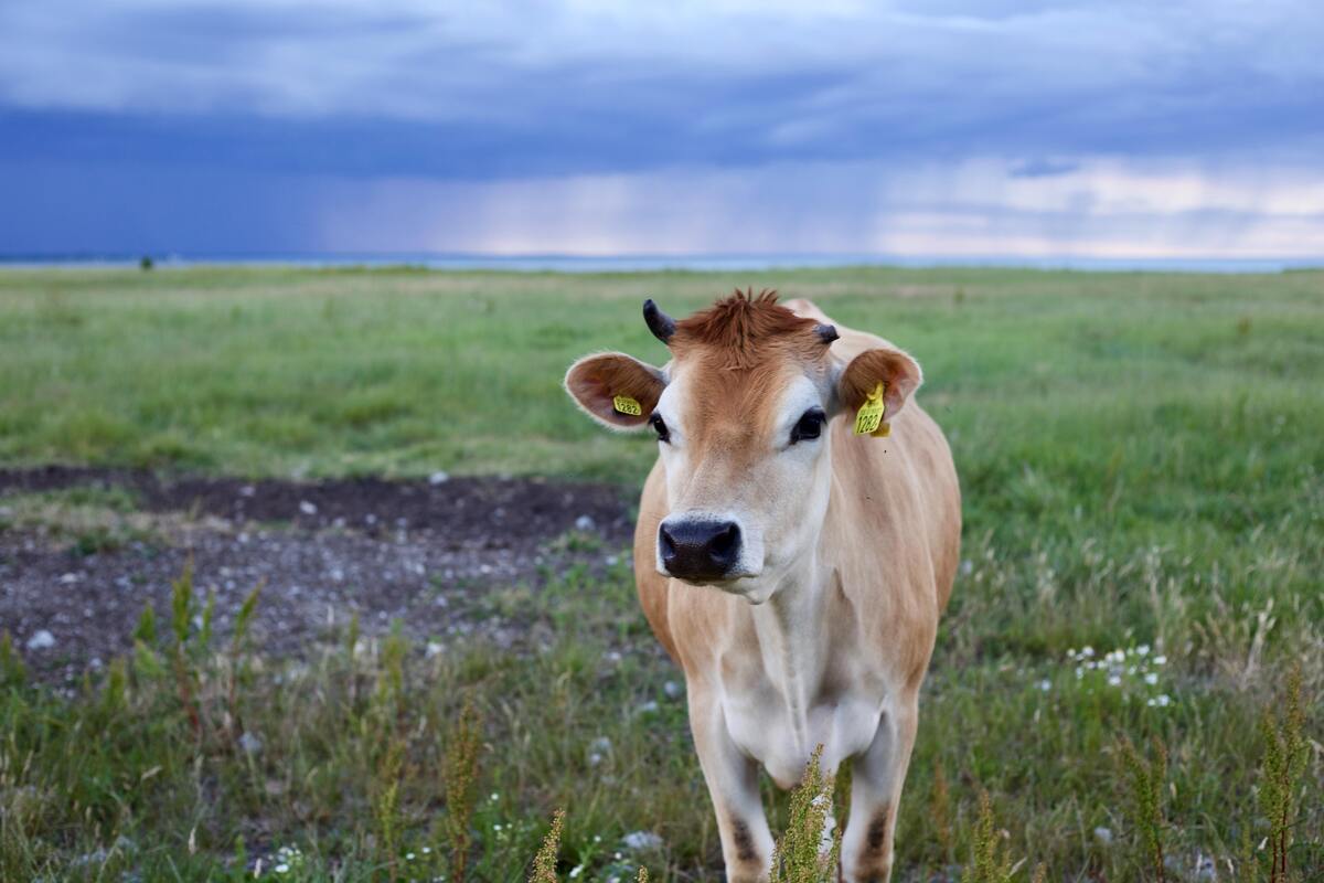 Vaca Jersey na grama