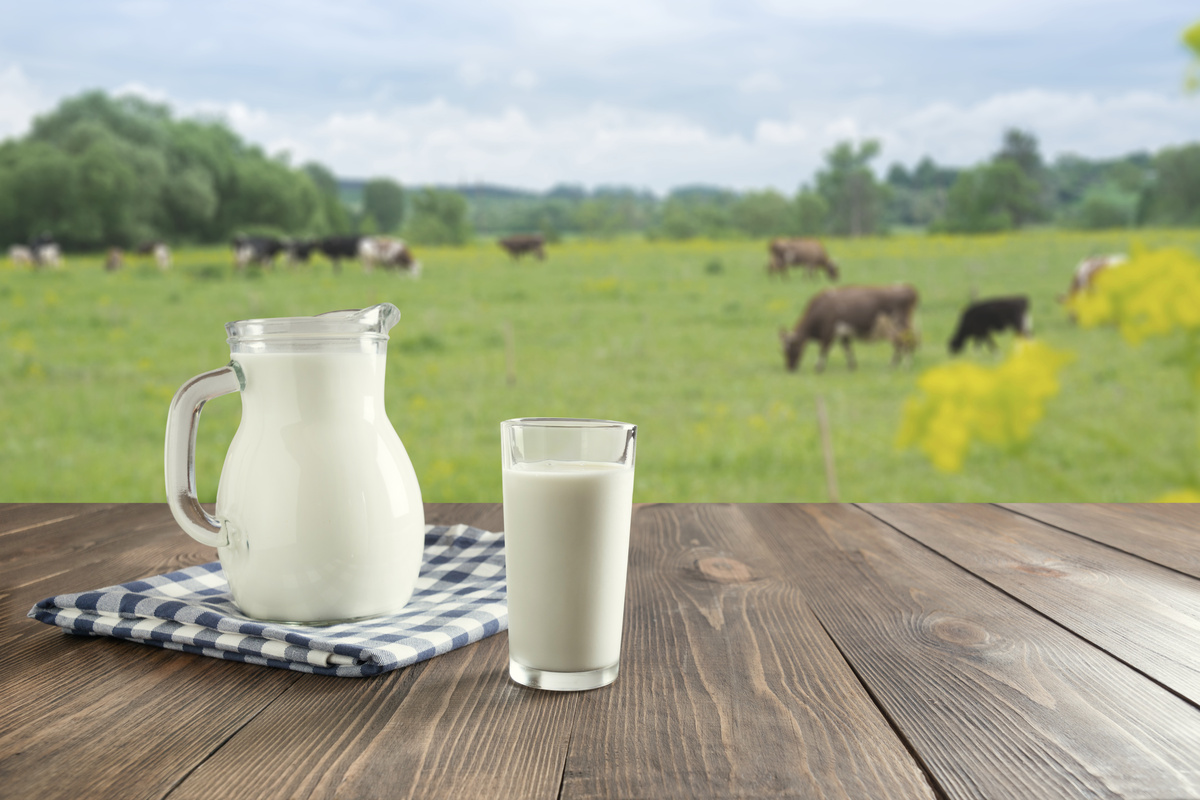 Jarra e copo com leite em cima de uma mesa e vacas ao fundo
