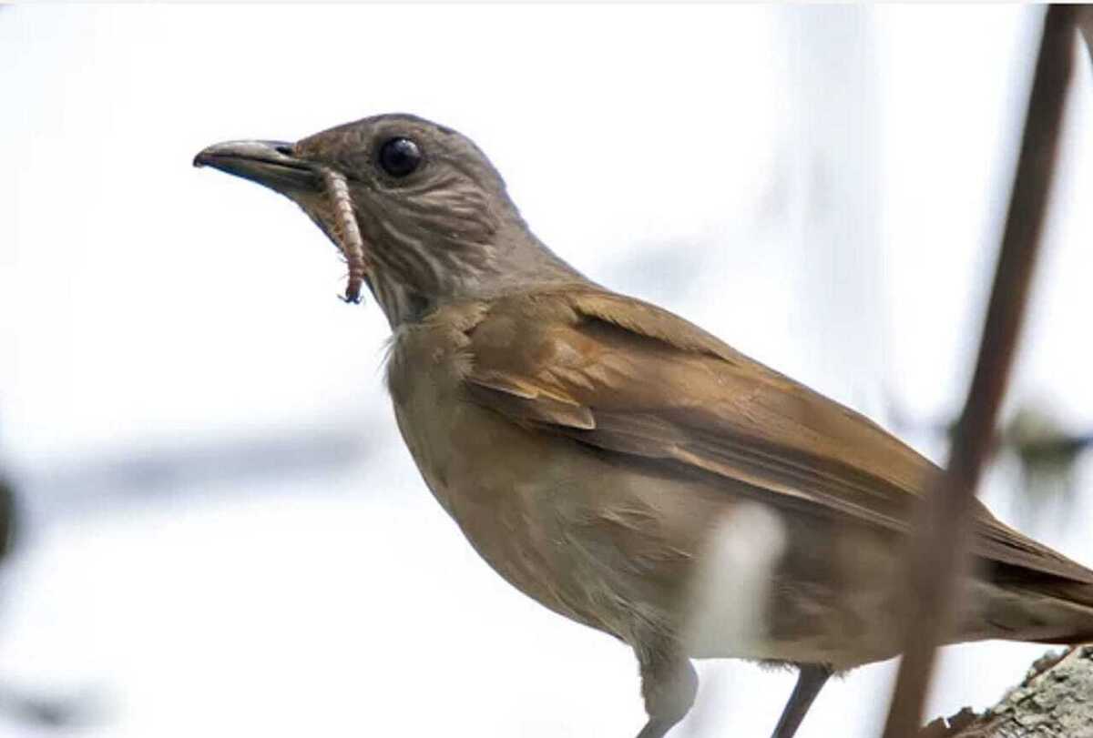 Pássaro sabiá-barranco com alimento na boca