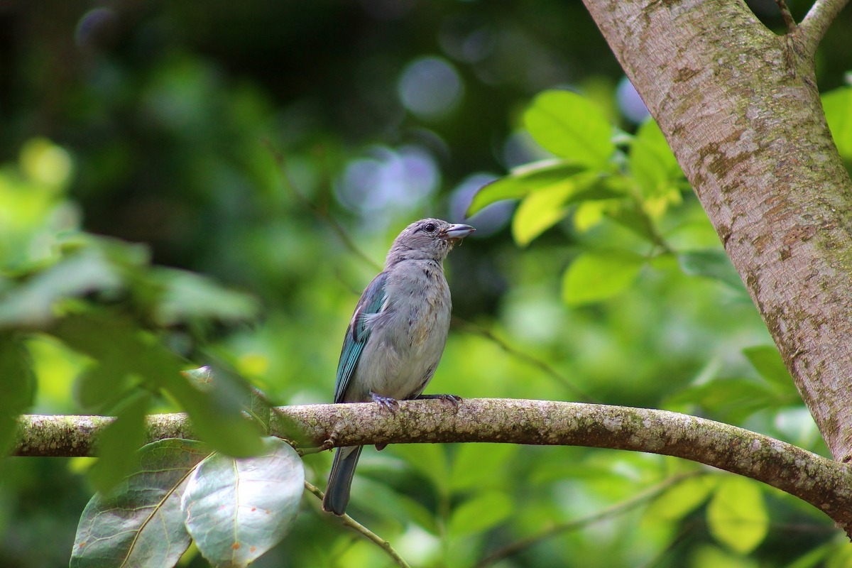 Pássaro Sanhaçu-da-amazônia 