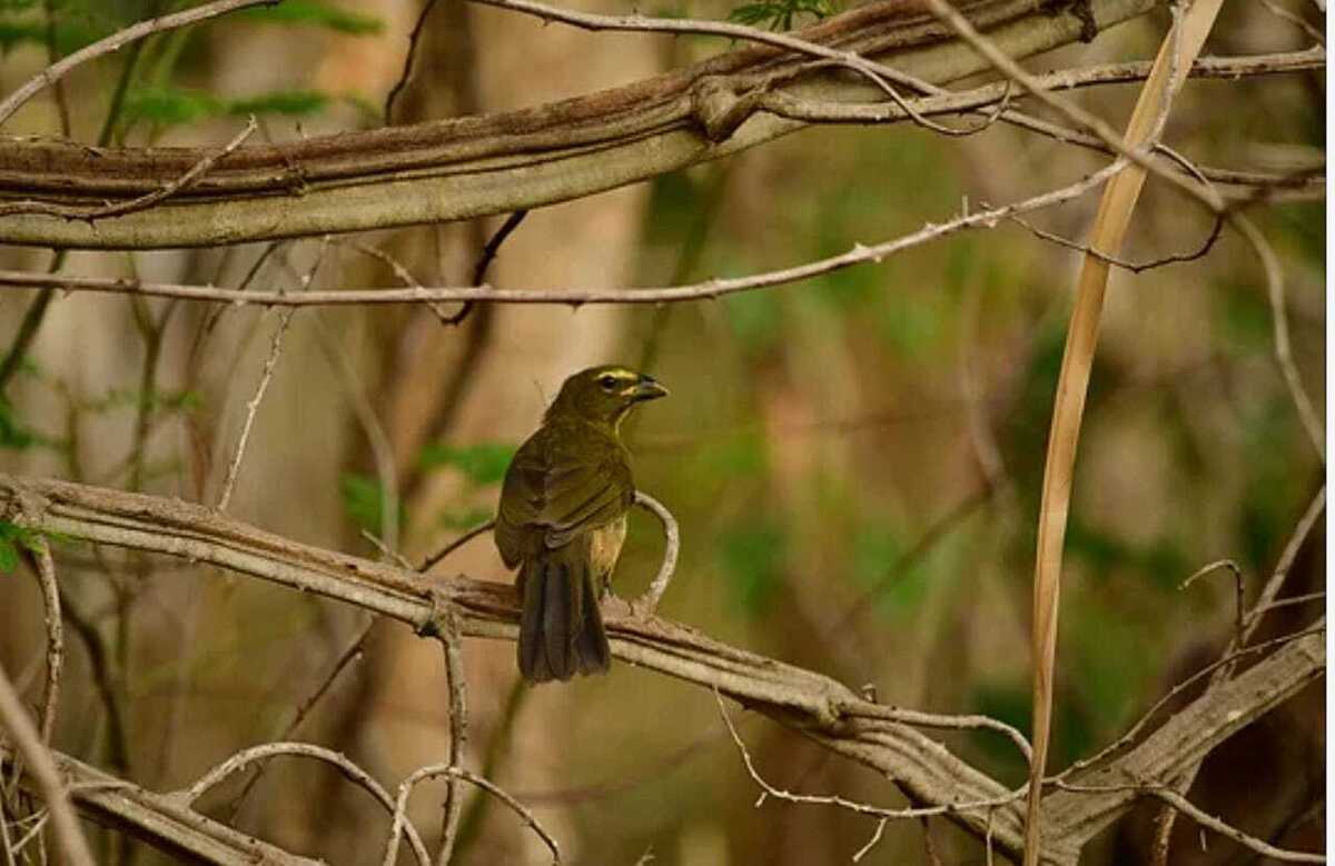 Pássaro Trinca-ferro-da-amazônia