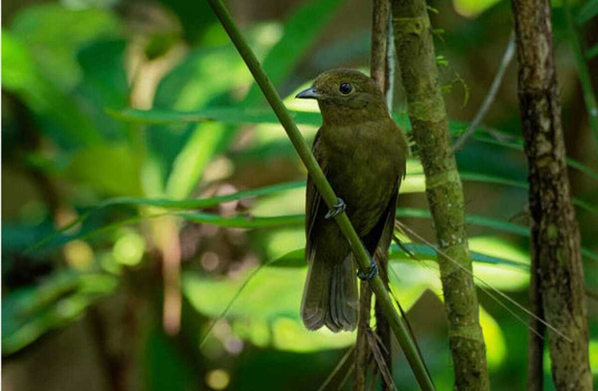 Pássaro Flautim-da-amazônia