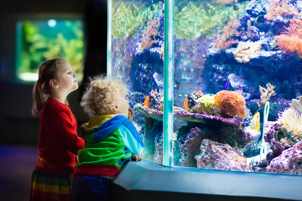 Crianças observando aquário com peixes marinhos