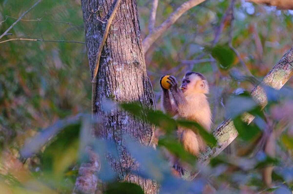 Macaco prego dourado em um galho de árvore