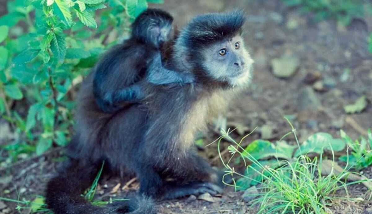 Macaco prego das guianas com filhote nas costas