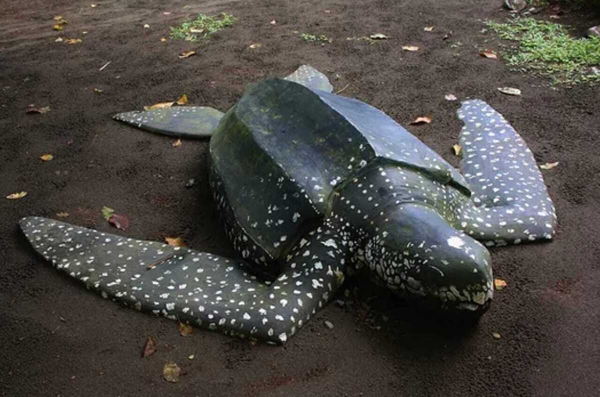 Tartaruga-de-couro na terra