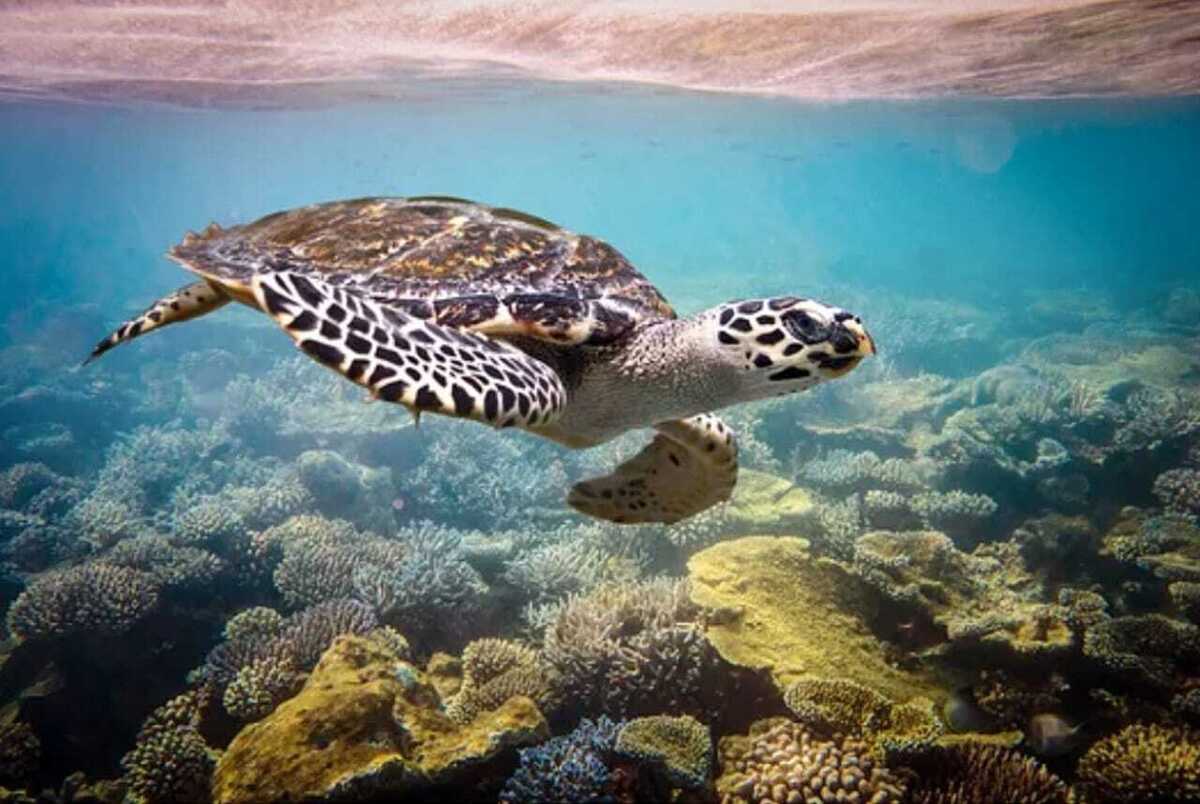 Tartaruga-de-pente nadando