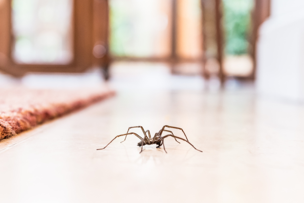 Aranha andando pelo chão de casa
