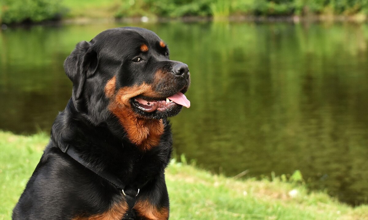 Cão de guarda Rottweiler
