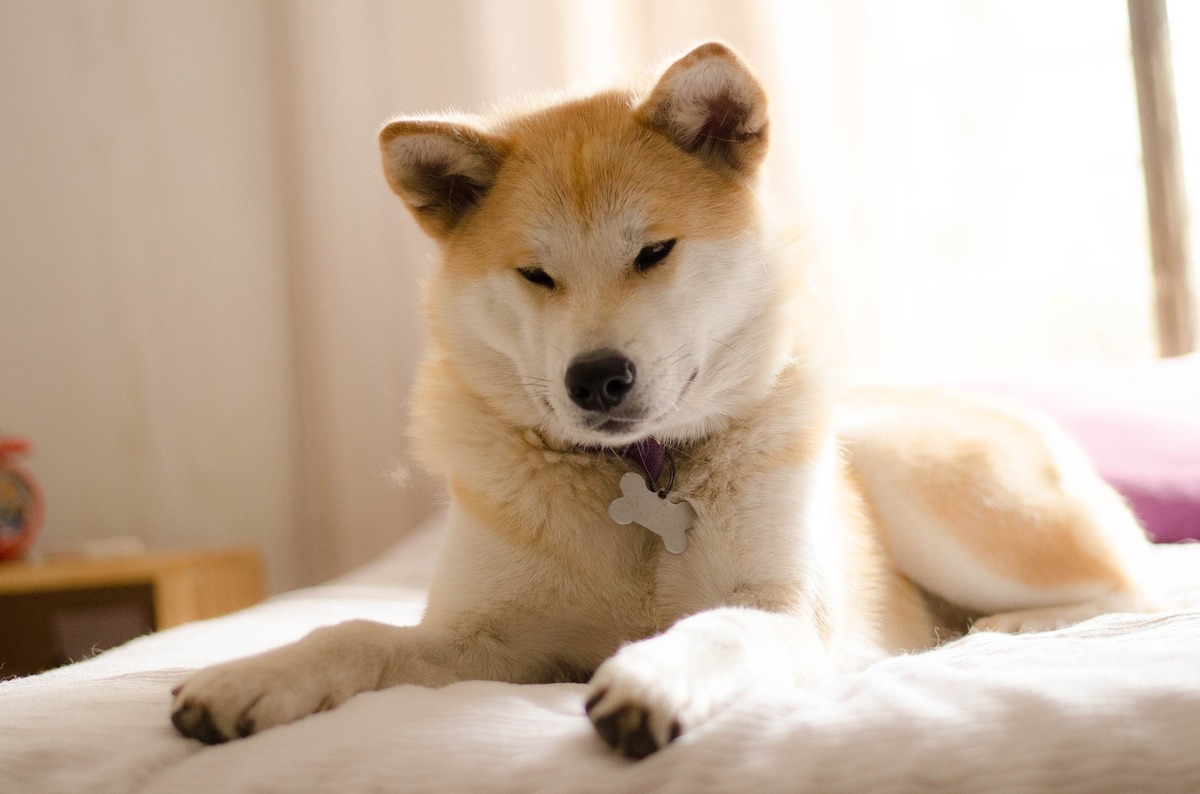 Cão de guarda Akita Inu