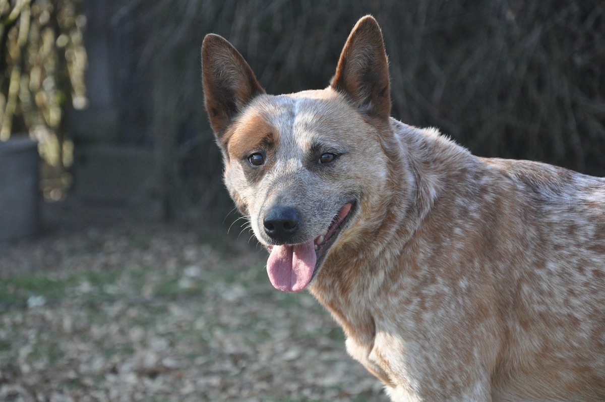 Cão de guarda Boiadeiro-australiano