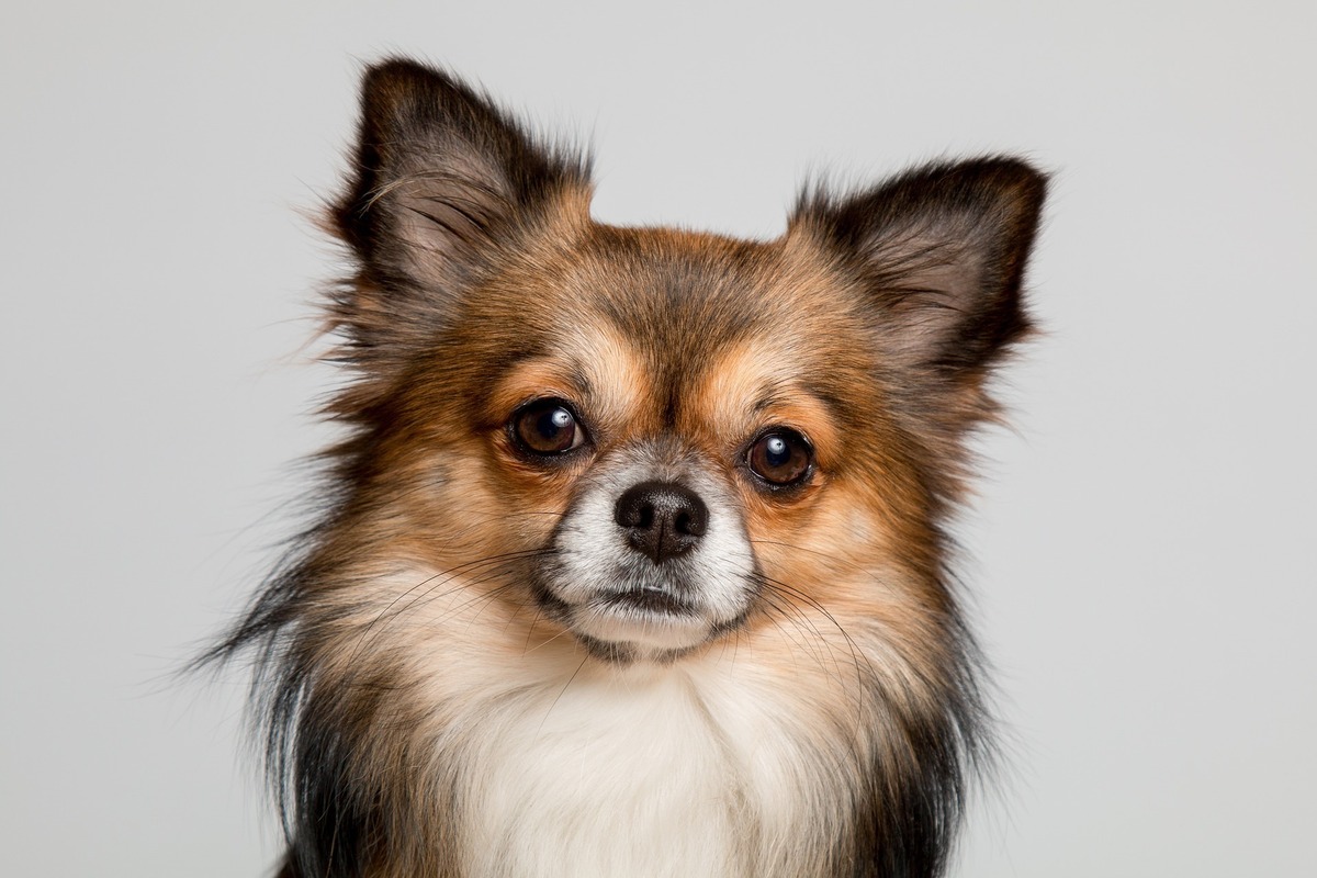 Cão de guarda Chihuahua