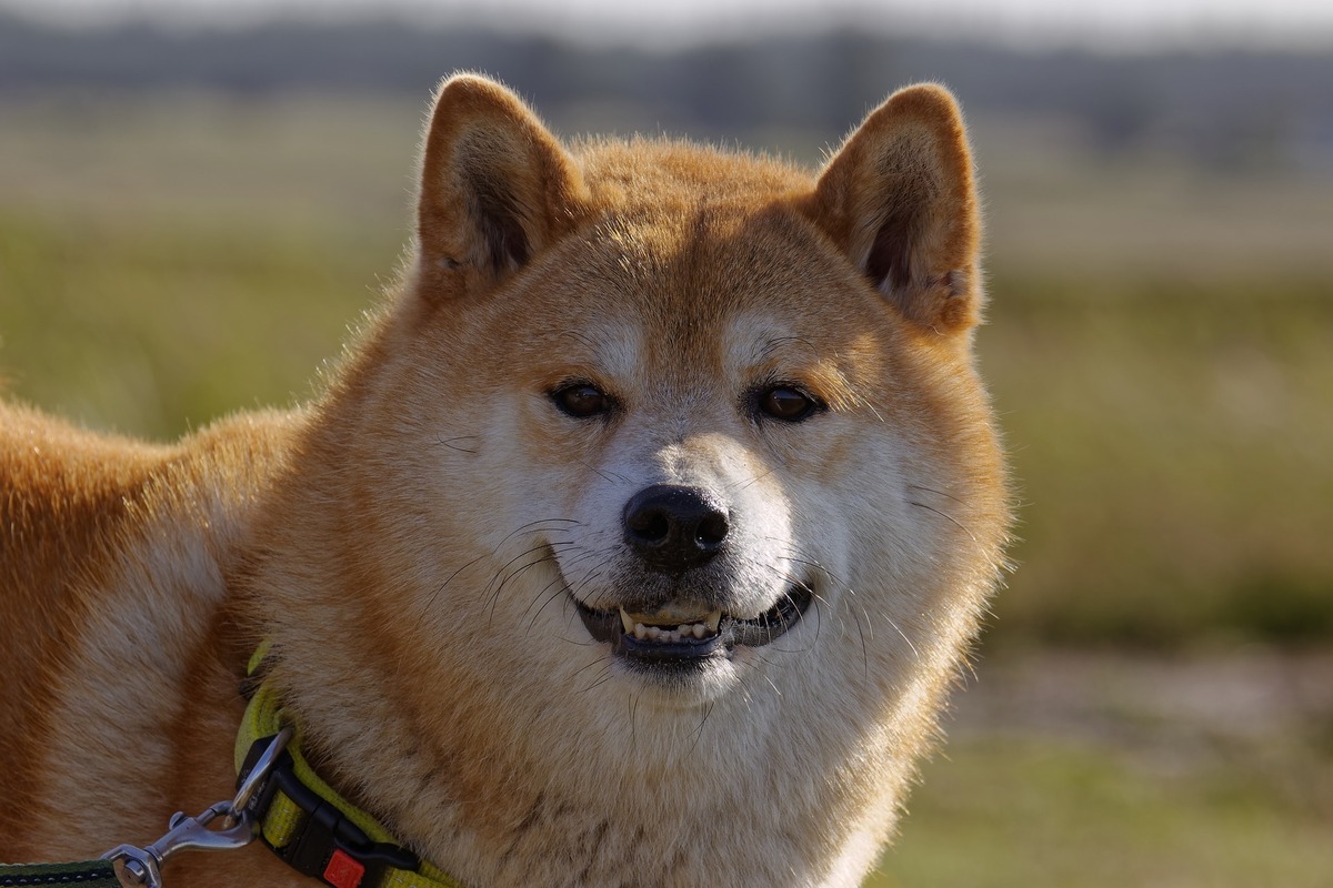 Cão de guarda Shiba inu