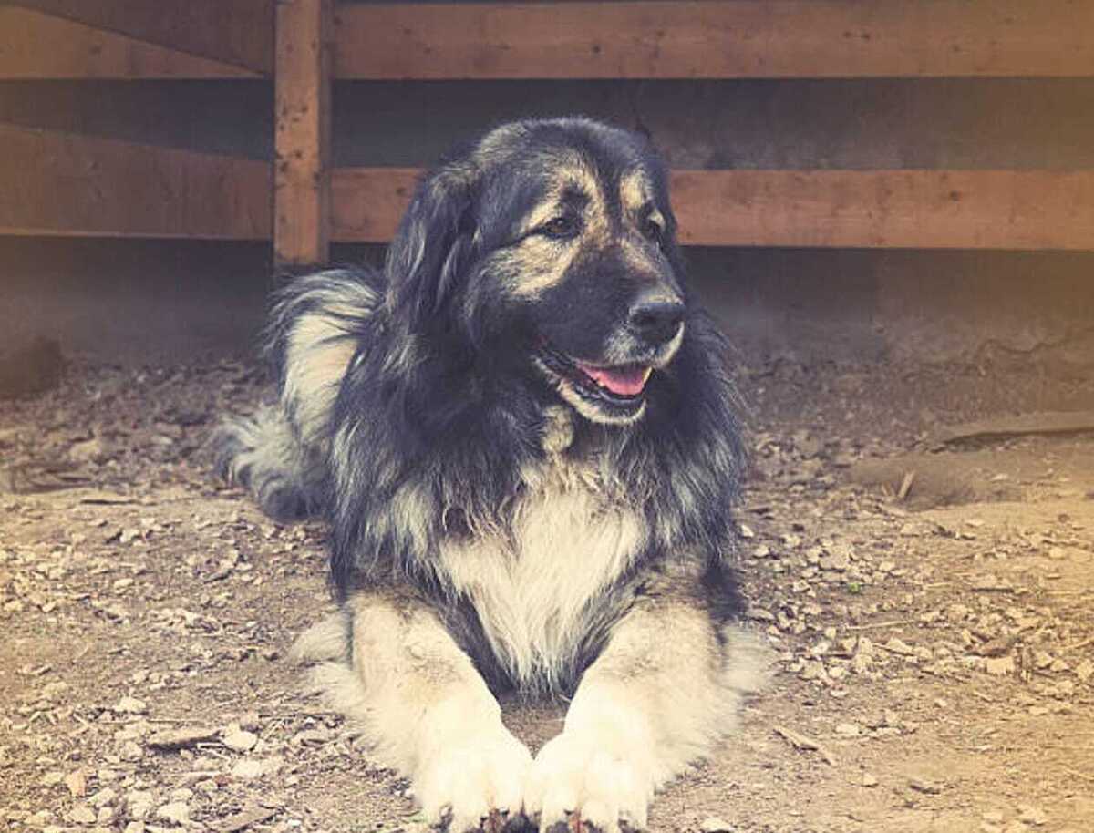 Cão de guarda Pastor-do-cáucaso