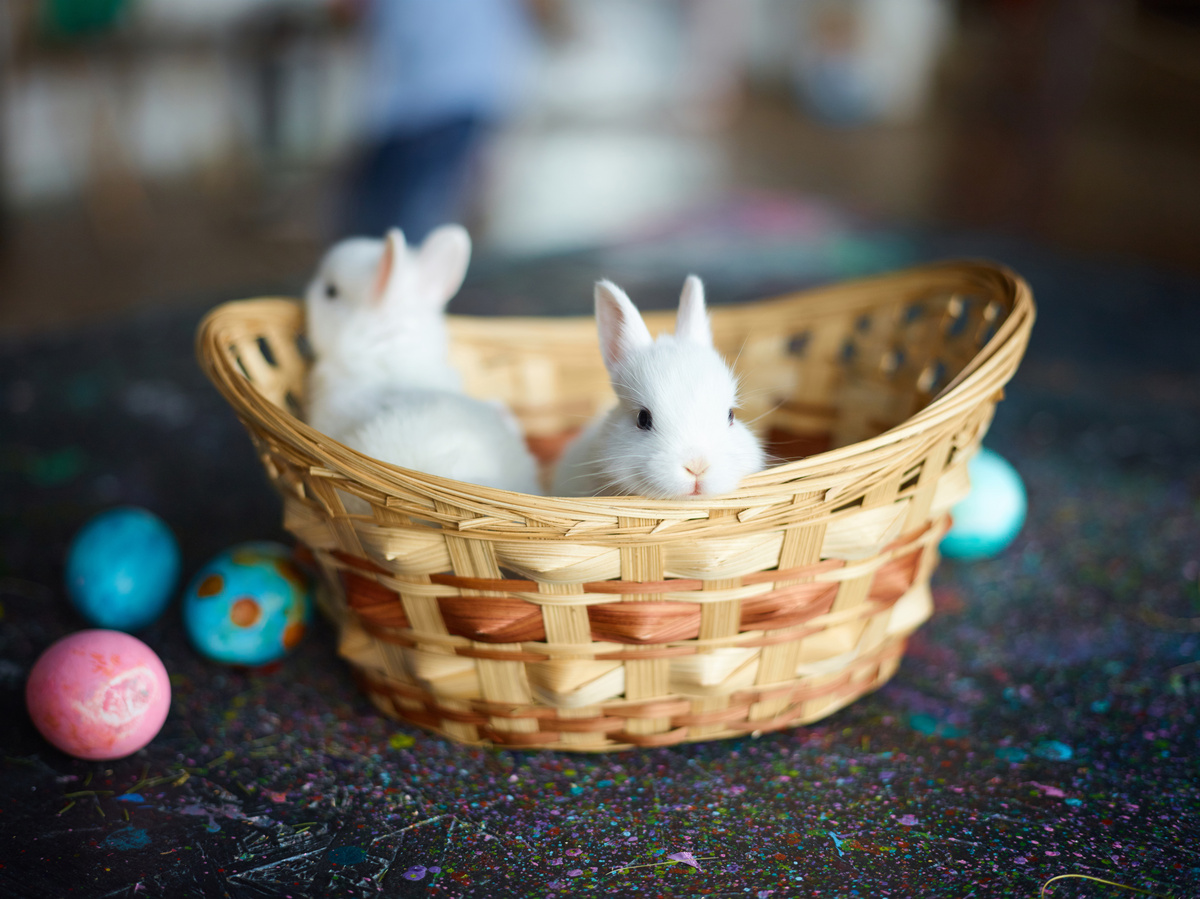 Mini coelho dentro de uma cesta