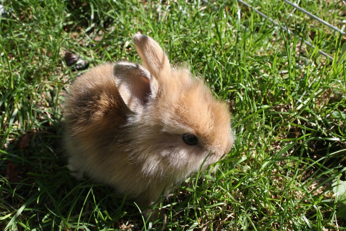 Mini coelho na grama