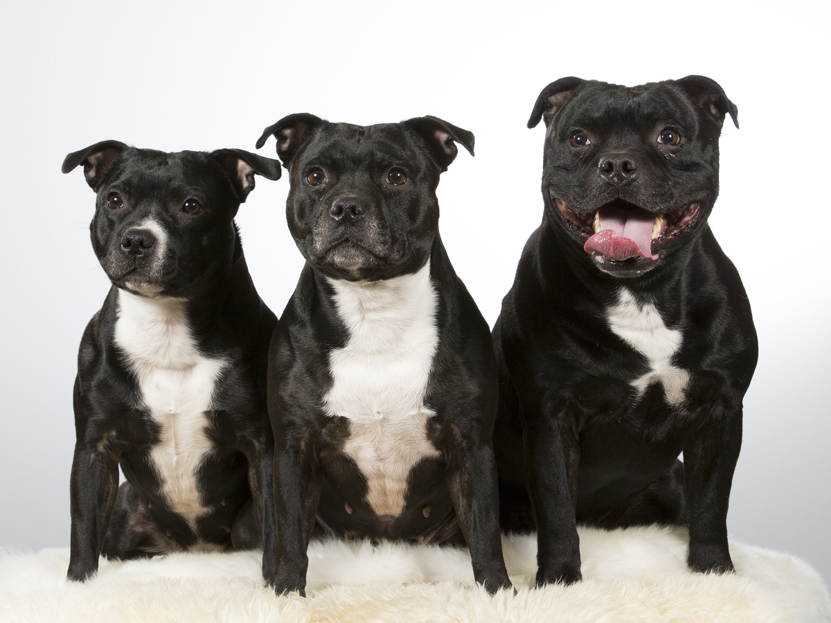 três cães pitbull com rottweiler