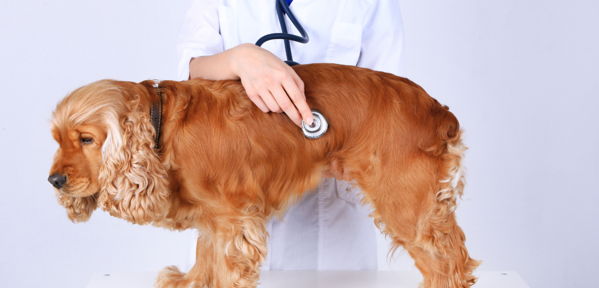 Cachorro da raça Cocker spaniel inglês em veterinário