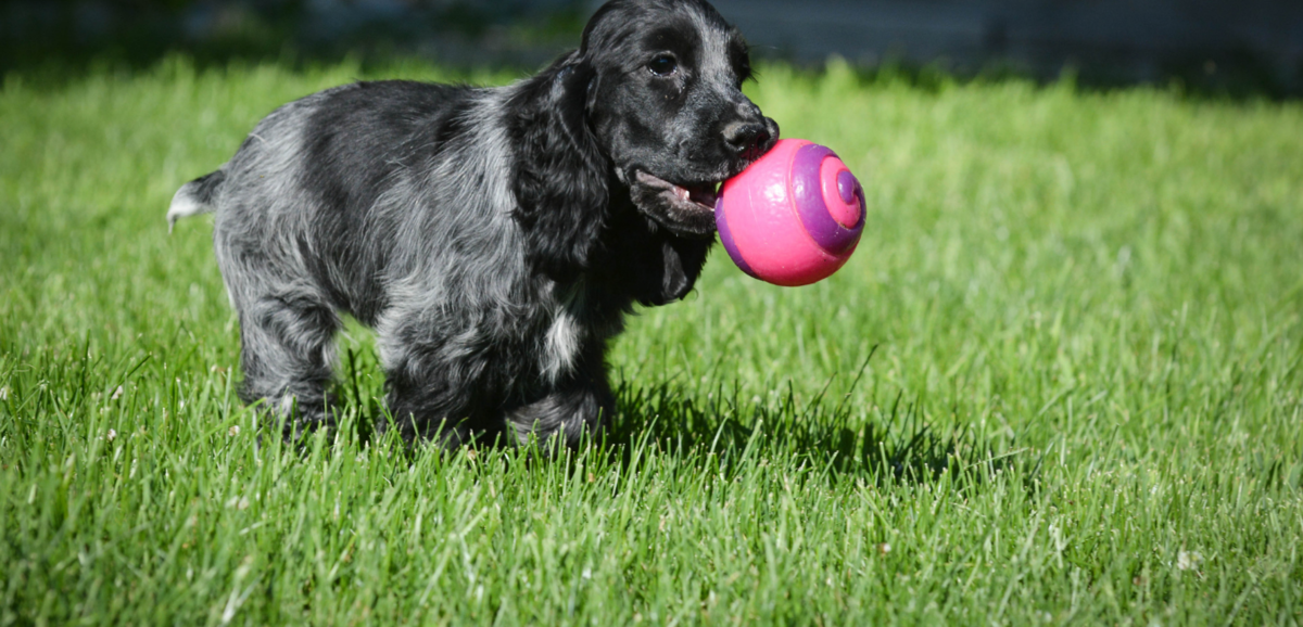 Cachorro da raça Cocker spaniel inglês brincando com bola rosa