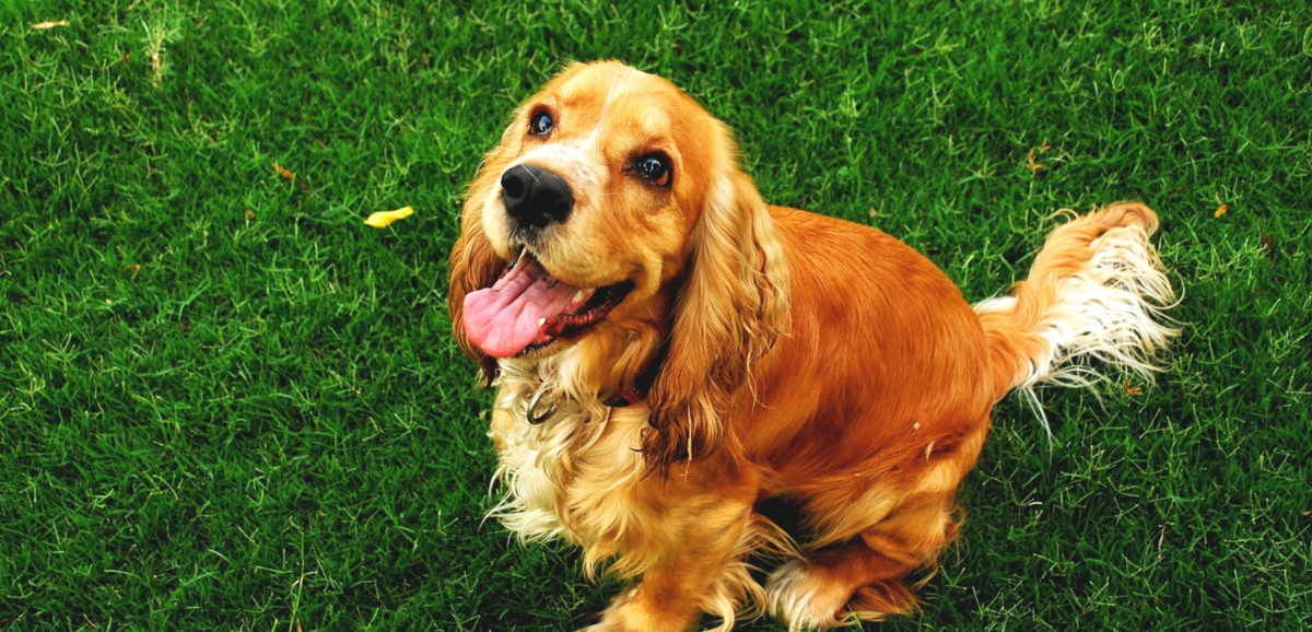 Cachorro da raça Cocker spaniel inglês em gramado verde
