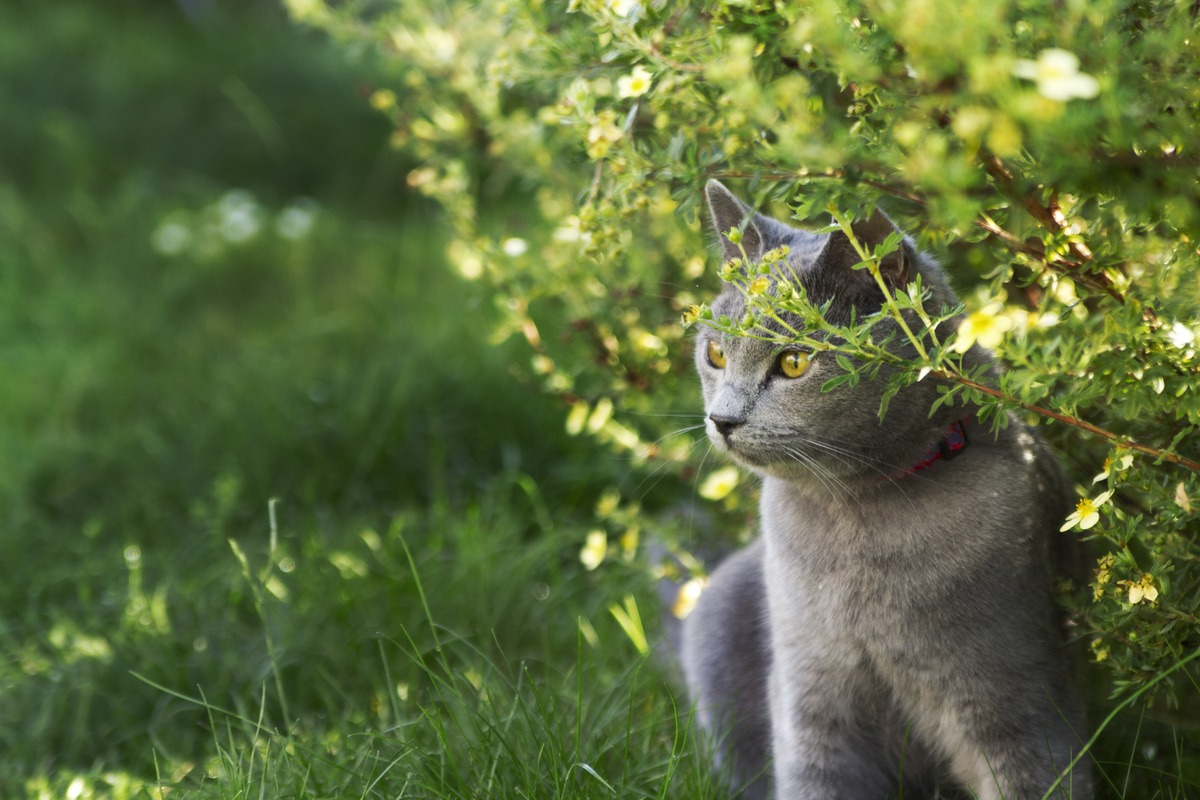 gato escondido no jardim