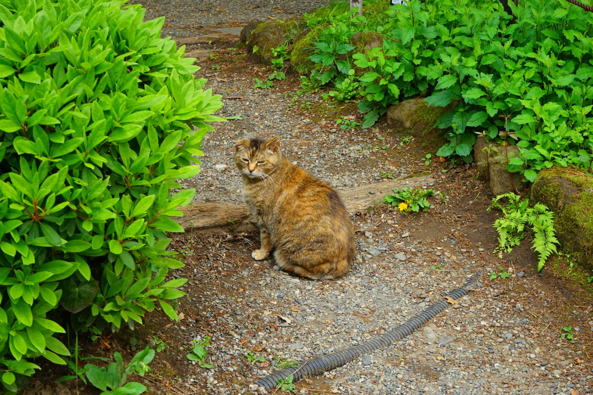gato no jardim